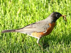 (American Robin) feeding (American Robin) feeding