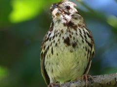 (Song Sparrow) caterpillar (Song Sparrow) caterpillar