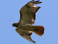 (Red-tailed Hawk) crying (Red-tailed Hawk) crying