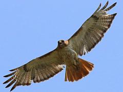(Red-tailed Hawk) gliding (Red-tailed Hawk) gliding