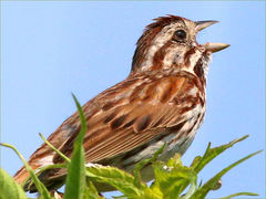 (Song Sparrow) male singing (Song Sparrow) male singing