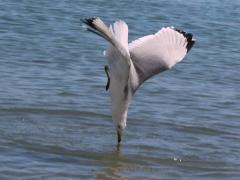 (Ring-billed Gull) diving (Ring-billed Gull) diving