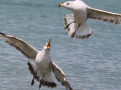 (Ring-billed Gull) juveniles squabbling (Ring-billed Gull) juveniles squabbling