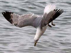(Ring-billed Gull) diving angled (Ring-billed Gull) diving angled