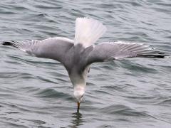 (Ring-billed Gull) diving vertical (Ring-billed Gull) diving vertical