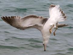 (Ring-billed Gull) juvenile diving (Ring-billed Gull) juvenile diving