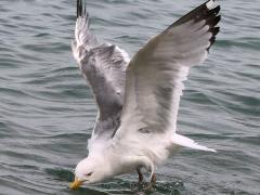 (American Herring Gull) foraging (American Herring Gull) foraging