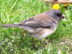 (Dark-eyed Junco) female feeding (Dark-eyed Junco) female feeding