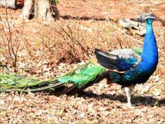 (Indian Peafowl) male calls (Indian Peafowl) male calls