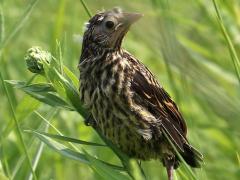 (Red-winged Blackbird) fledgling (Red-winged Blackbird) fledgling