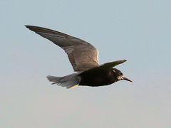 (Black Tern) flight upstroke (Black Tern) flight upstroke