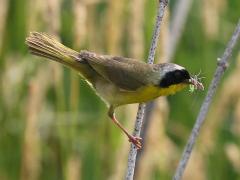 (Common Yellowthroat) male (Common Yellowthroat) male