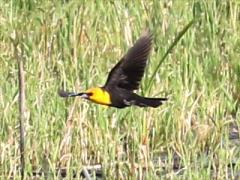 (Yellow-headed Blackbird) flight (Yellow-headed Blackbird) flight