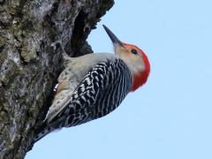 (Red-bellied Woodpecker) male (Red-bellied Woodpecker) male