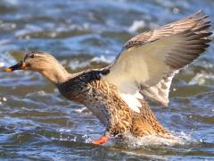 (Mallard) female landing (Mallard) female landing