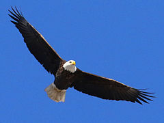 (Bald Eagle) cruises (Bald Eagle) cruises