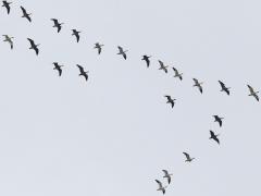 (Snow Goose) skein (Snow Goose) skein