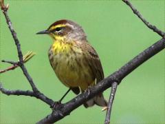 (Palm Warbler) front (Palm Warbler) front