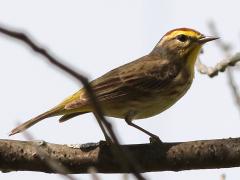 (Palm Warbler) perching (Palm Warbler) perching
