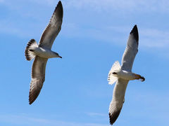 (Ring-billed Gull) flying synchronized (Ring-billed Gull) flying synchronized