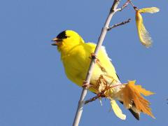 (American Goldfinch) male singing (American Goldfinch) male singing