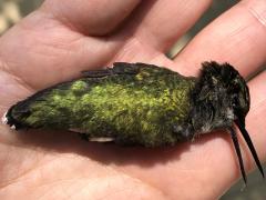 (Ruby-throated Hummingbird) dead (Ruby-throated Hummingbird) dead