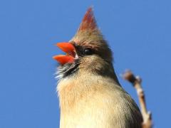 (Northern Cardinal) female singing (Northern Cardinal) female singing