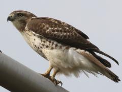 (Red-tailed Hawk) perched (Red-tailed Hawk) perched