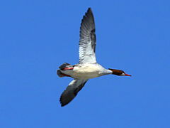 (Common Merganser) female flight (Common Merganser) female flight