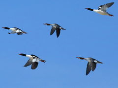 (Common Merganser) flight (Common Merganser) flight