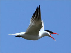(Caspian Tern) calling (Caspian Tern) calling