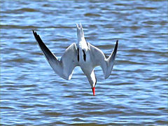 (Caspian Tern) diving (Caspian Tern) diving
