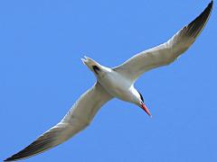 (Caspian Tern) soaring (Caspian Tern) soaring