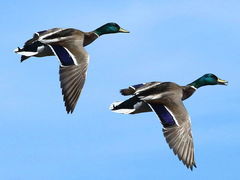 (Mallard) males flying (Mallard) males flying