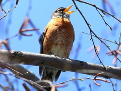 (American Robin) male singing (American Robin) male singing