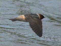 (Cliff Swallow) dorsal (Cliff Swallow) dorsal