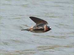 (Cliff Swallow) flight (Cliff Swallow) flight
