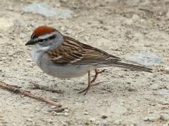 (Chipping Sparrow) hopping (Chipping Sparrow) hopping