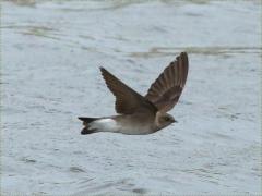 (Northern Rough-winged Swallow) flight (Northern Rough-winged Swallow) flight