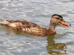 (Mallard) female juvenile calling (Mallard) female juvenile calling