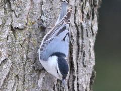 (White-breasted Nuthatch) going down (White-breasted Nuthatch) going down