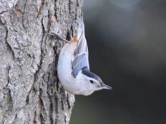 (White-breasted Nuthatch) posing (White-breasted Nuthatch) posing