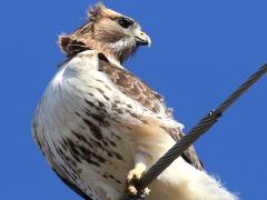 (Red-tailed Hawk) head (Red-tailed Hawk) head