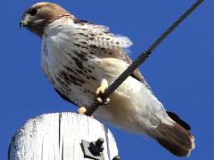 (Red-tailed Hawk) perching (Red-tailed Hawk) perching