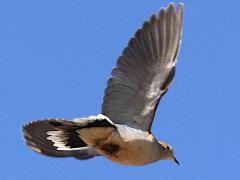 (Mourning Dove) flight (Mourning Dove) flight