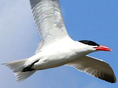 (Caspian Tern) gliding (Caspian Tern) gliding