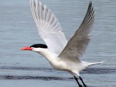 (Caspian Tern) liftoff (Caspian Tern) liftoff