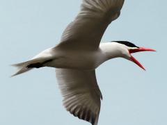 (Caspian Tern) squawking (Caspian Tern) squawking