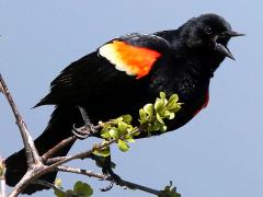 (Red-winged Blackbird) male calling (Red-winged Blackbird) male calling