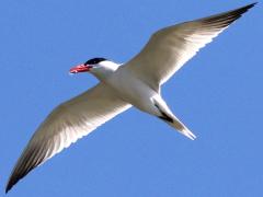 (Caspian Tern) hovering (Caspian Tern) hovering